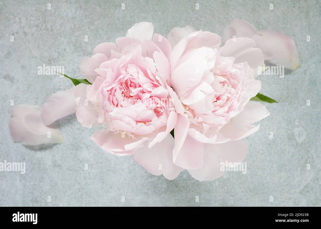 Due Peonie rosa su sfondo grigio chiazzato Foto Stock