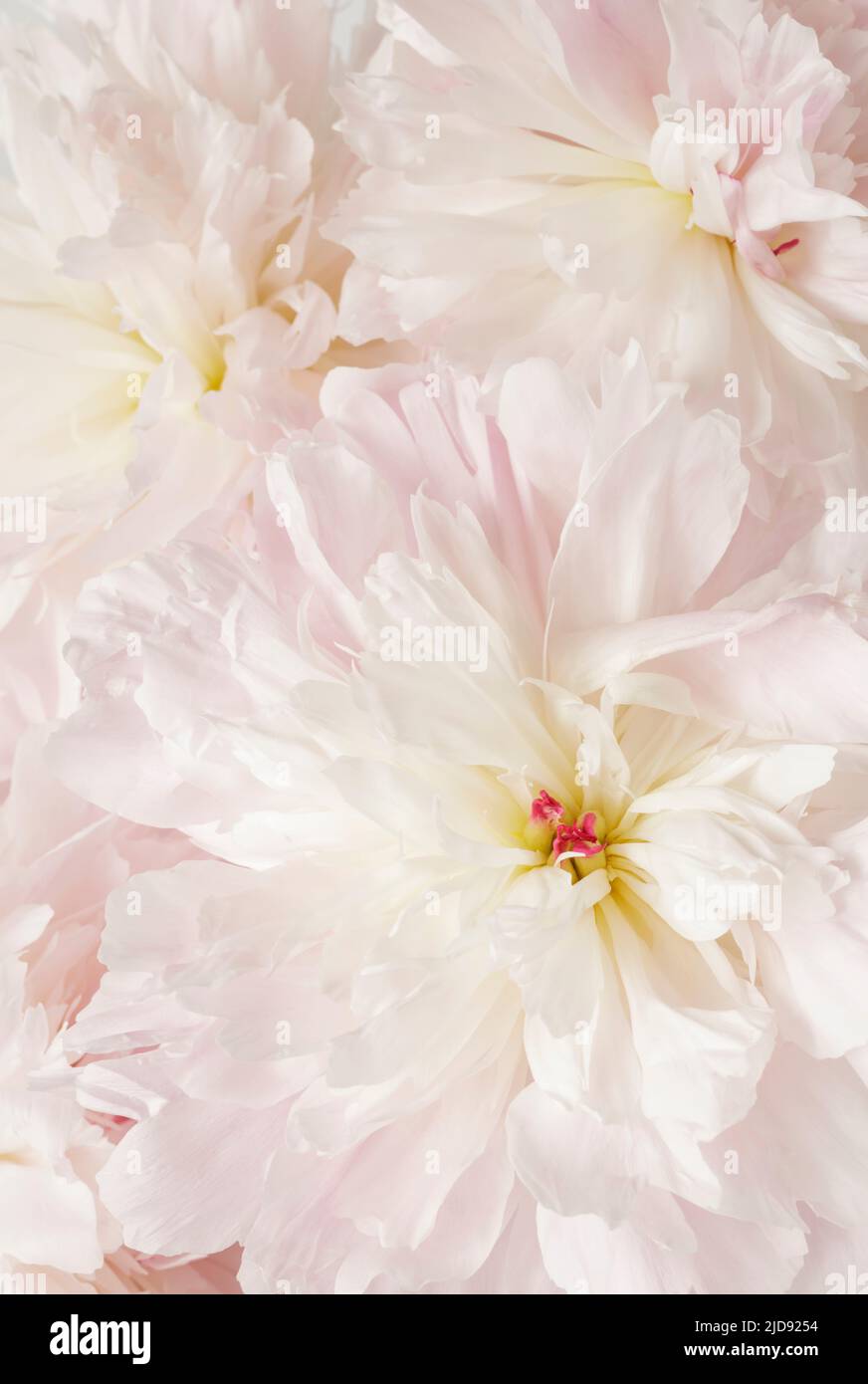Primo piano di Peonie rosa Foto Stock