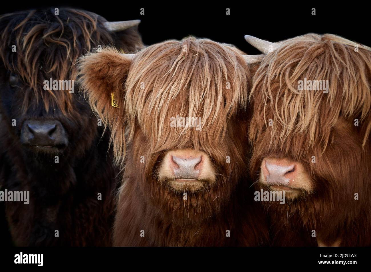 Tre vitelli delle Highland (Bos taurus taurus) isolati su sfondo nero Foto Stock