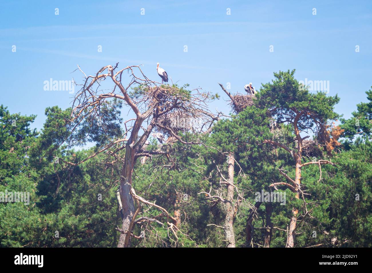 Cicogne selvatiche con i loro nidi in cima agli alberi Foto Stock