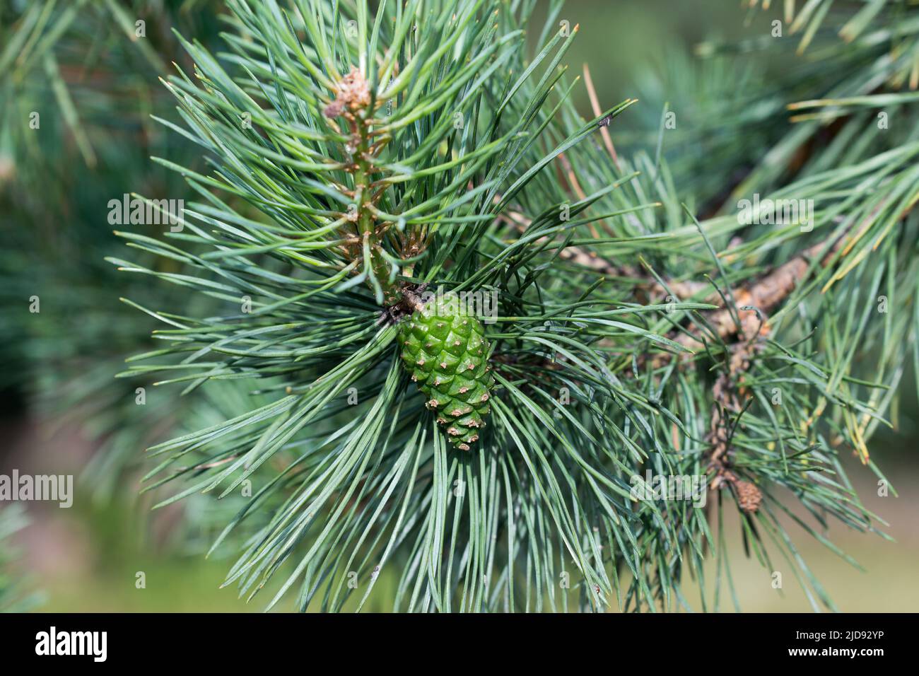 cono di pino verde sul fuoco di selectice del closeup del ramoscello Foto Stock
