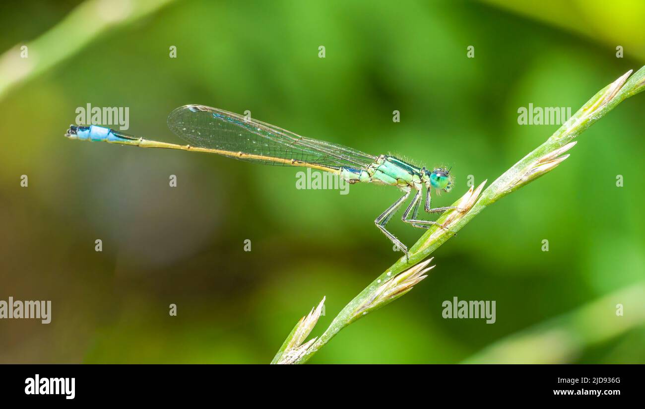 Una libellula si erge sull'erba vicino al fiume Foto Stock