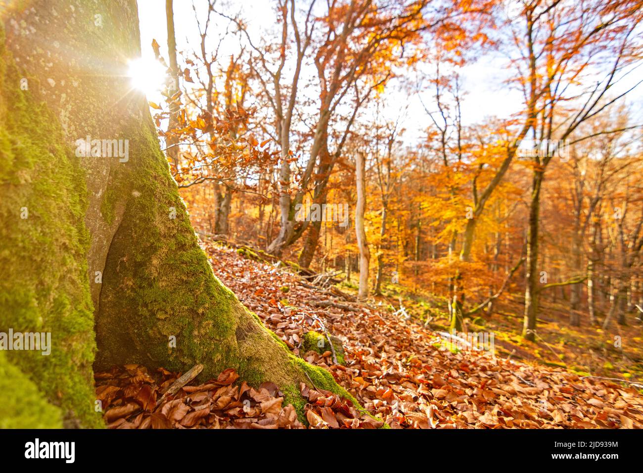Primo piano colpo di tronco di albero nella foresta in autunno al tramonto in Germania Foto Stock