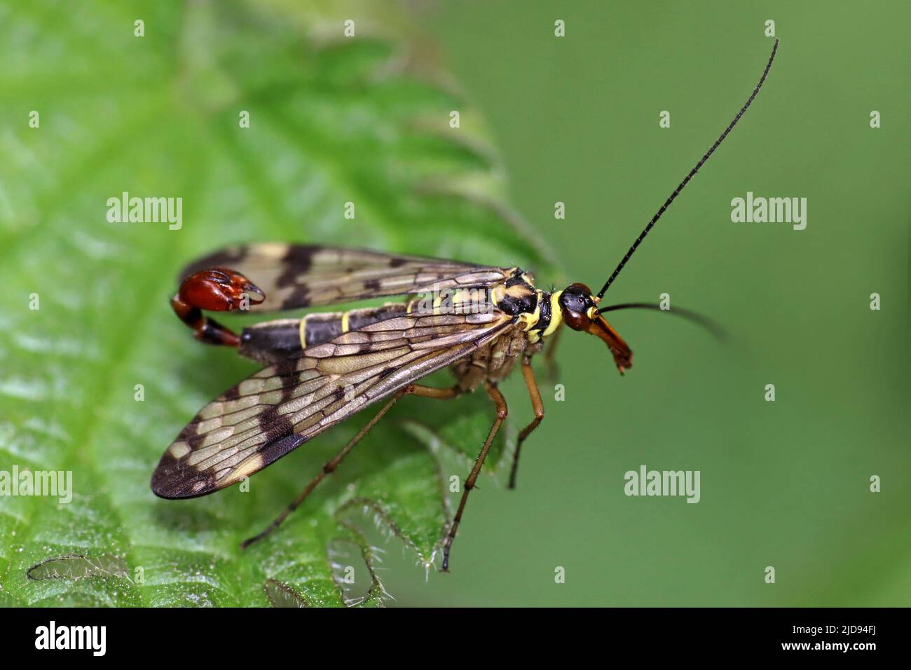 Scorpion Fly Panorpa communis - maschio Foto Stock
