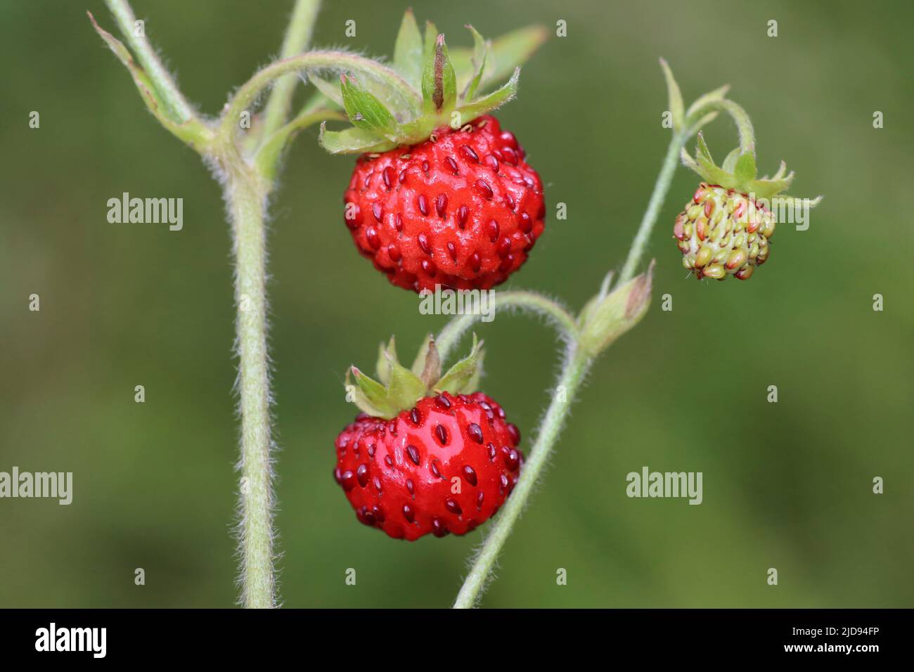 Fragole Fragaria vesca Foto Stock