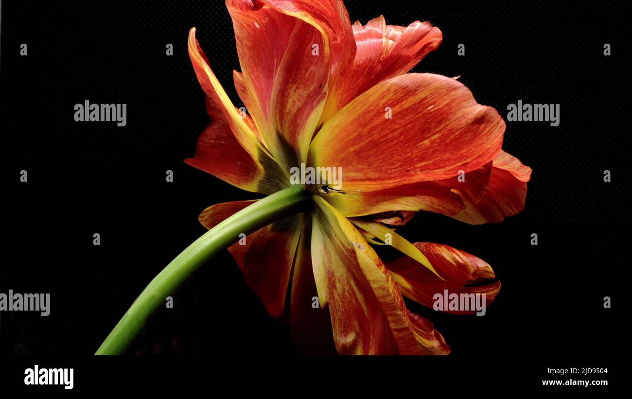 Foglia di tulipano singolo Foto Stock