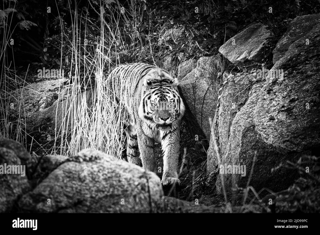 Tigre siberiana in bianco nero. Elegante gatto grande. Predatore a rischio di estinzione. Pelliccia bianca, nera, arancione a righe. Mammifero foto animale Foto Stock