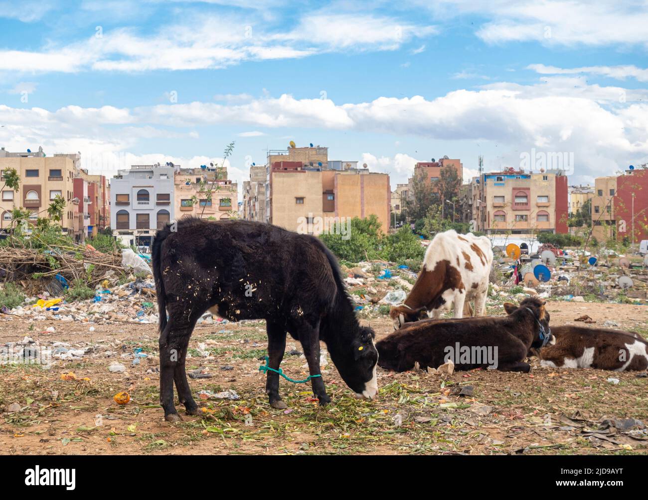 Mucche in zona urbana in Hay Hassani - un distretto, arrondissement e sobborgo di Casablanca sud-occidentale, Marocco Foto Stock