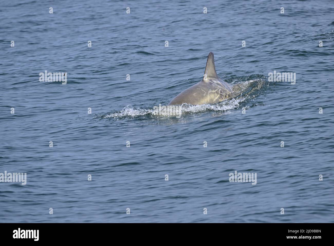 Delfino di Risso - Grampus griseus Foto Stock
