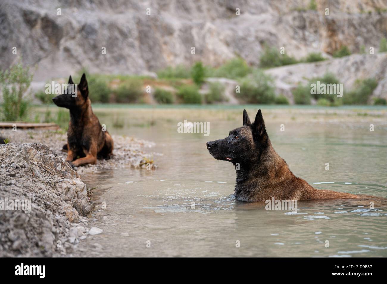 Cane pastore malinois belga ribelle giacente nell'acqua del lago con un altro malinois giacente sulla riva. Foto Stock