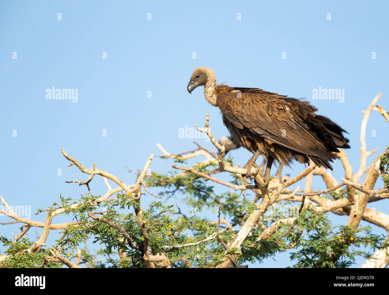 White-Backed Vulture (Gyps africanus) Foto Stock