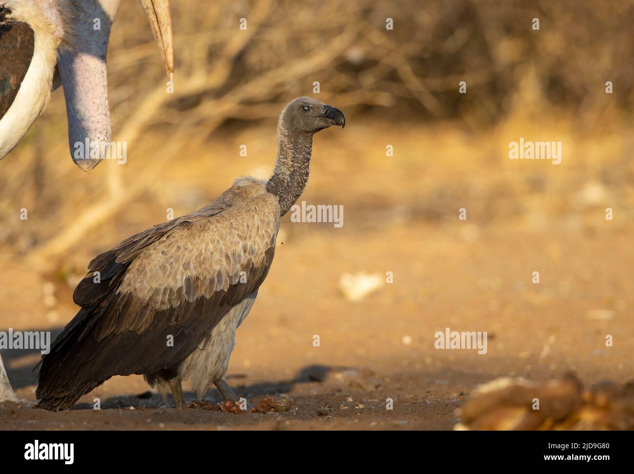 White-Backed Vulture (Gyps africanus) Foto Stock