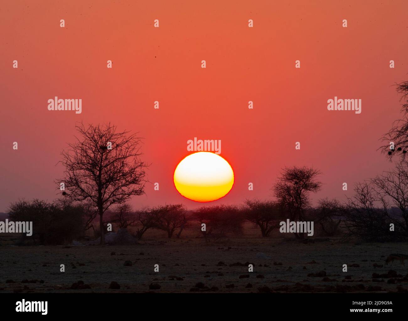 Sunset Nxai Pan National Park Foto Stock