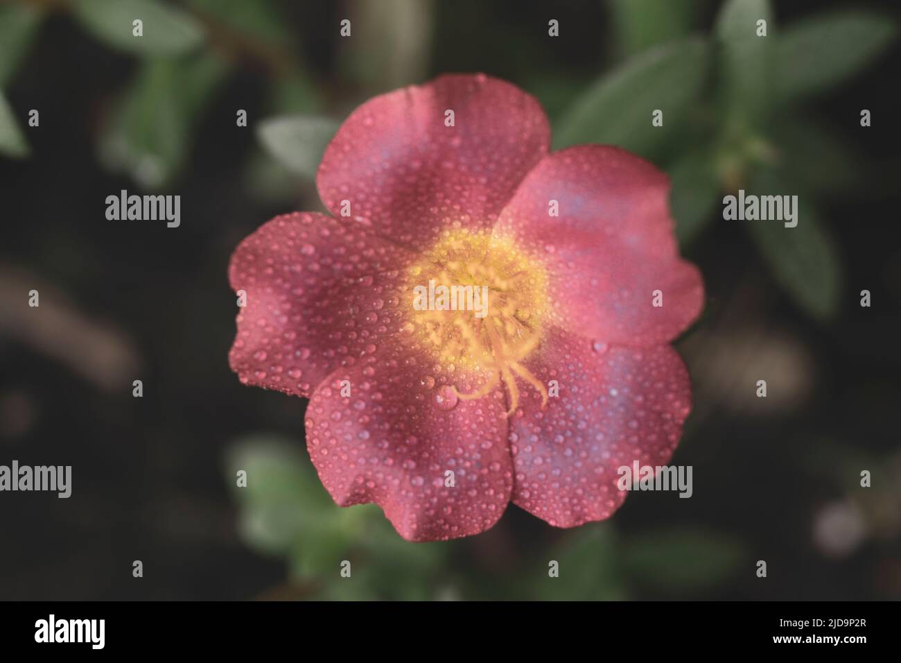 Fiore rosso con gocce di rugiada sul pistil Foto Stock