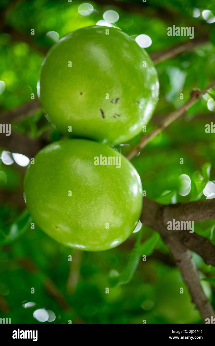 Nella foresta ci sono strani frutti, la natura dà alle persone cose nuove Foto Stock