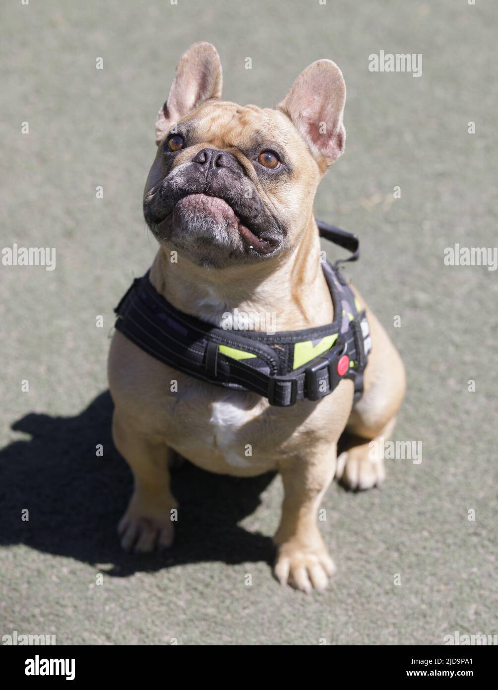 2 anni Tan Frenchie maschio Looking Up con bocca chiusa. Parco per cani al guinzaglio nella California settentrionale. Foto Stock