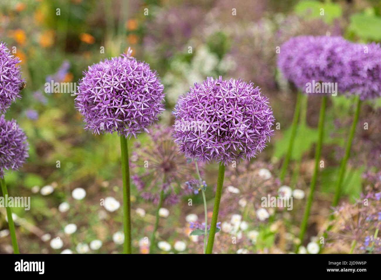 Cottage giardino fiore bordo giardino piantato con viola Alliums su uno sfondo sfocato. Inghilterra, Regno Unito Foto Stock