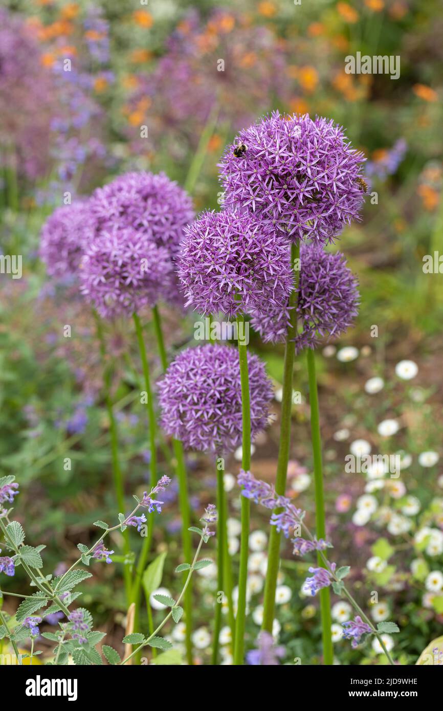 Cottage giardino fiore bordo giardino piantato con viola Alliums su uno sfondo sfocato. Inghilterra, Regno Unito Foto Stock
