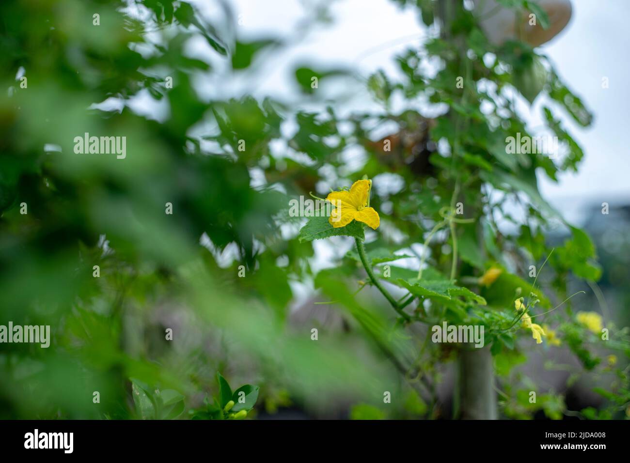 Gli insetti volano ovunque nella giungla tropicale del vietnam del sud Foto Stock