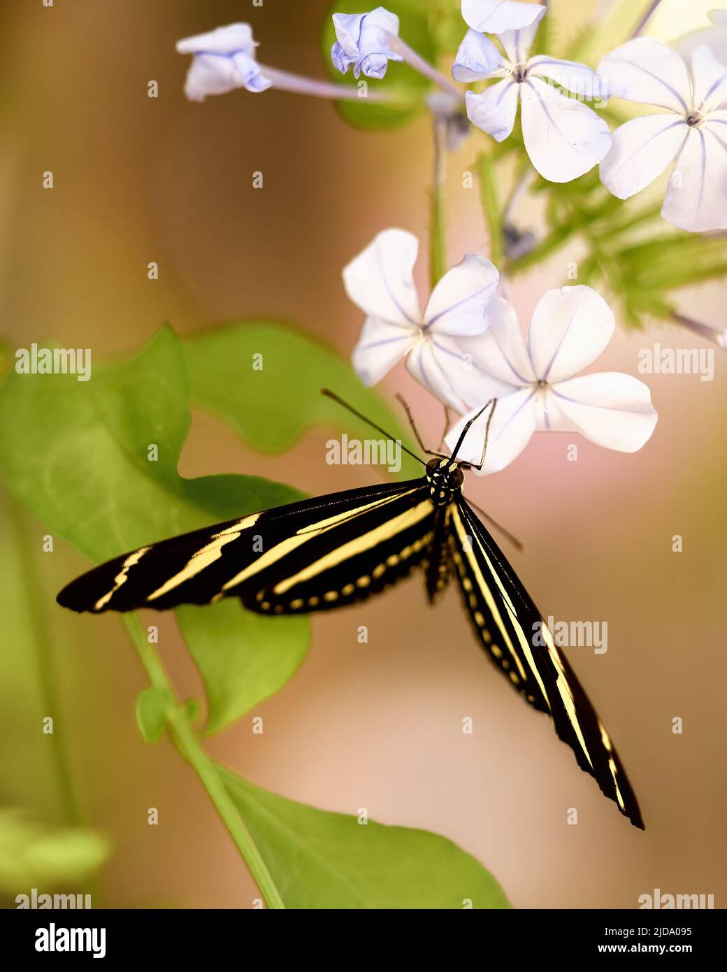 Zebra Butterfly su una Plumbago. Foto di alta qualità Foto Stock