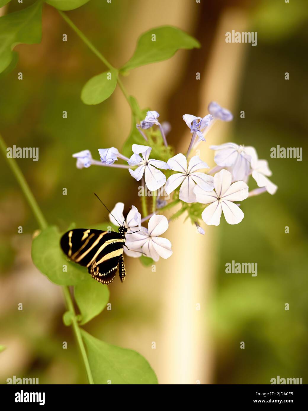 Zebra Butterfly su una Plumbago. Foto di alta qualità Foto Stock