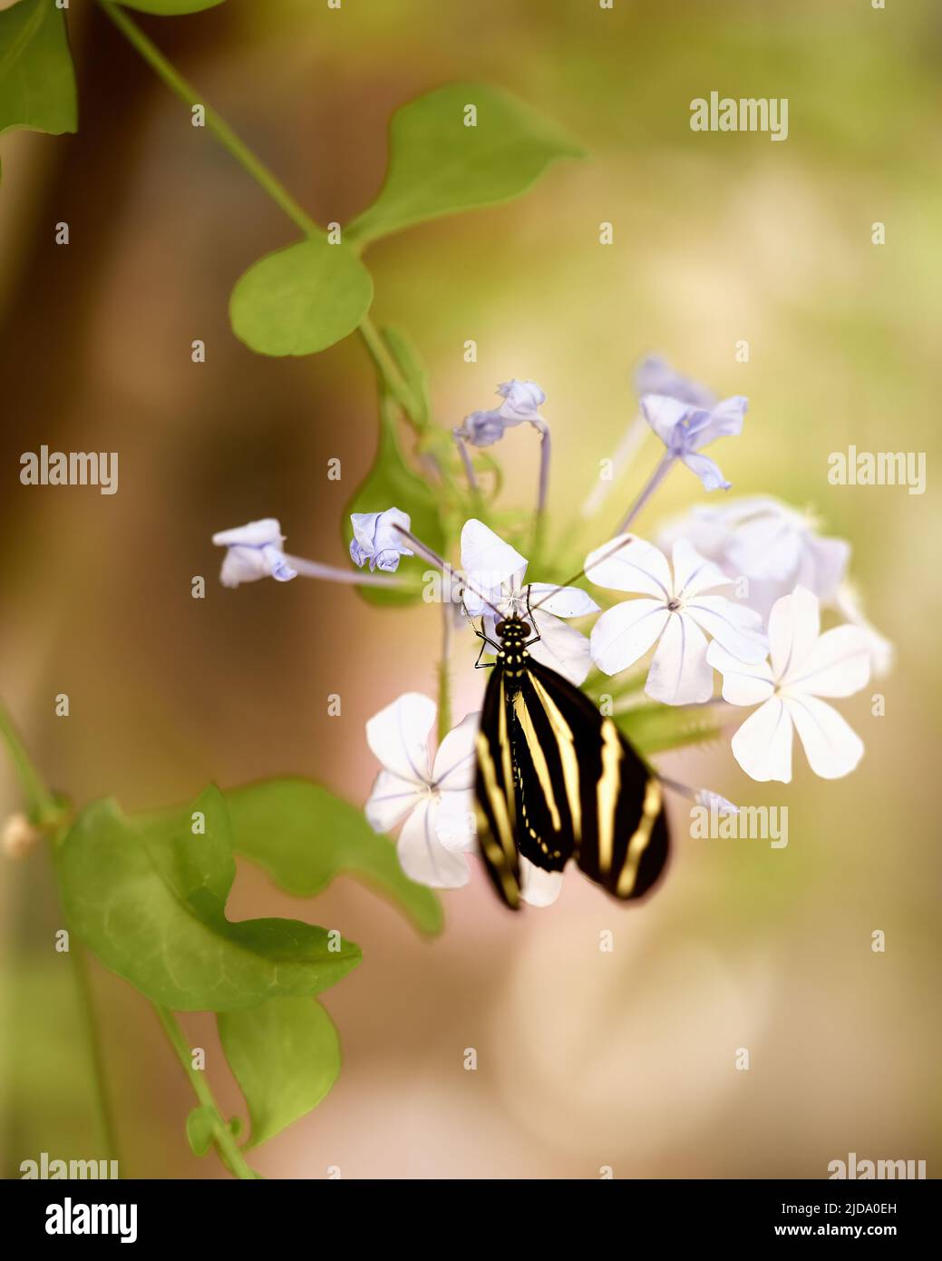 Zebra Butterfly su una Plumbago. Foto di alta qualità Foto Stock