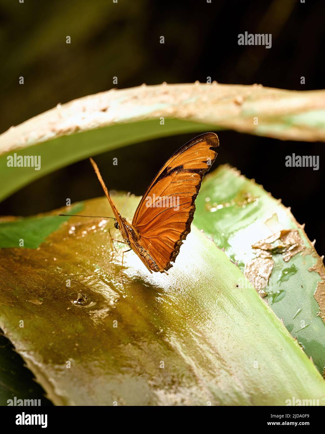 Butterfly commestibile nel suo ambiente. Foto di alta qualità Foto Stock