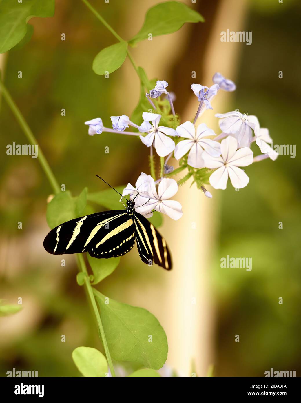Zebra Butterfly su una Plumbago. Foto di alta qualità Foto Stock