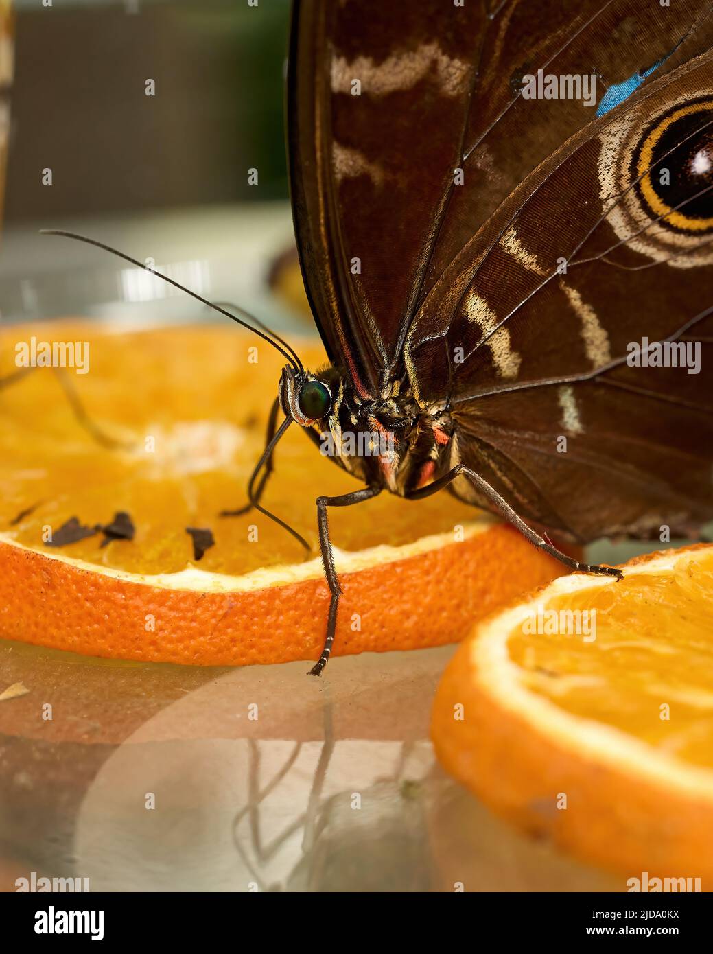 Butterfly commestibile nel suo ambiente. Foto di alta qualità Foto Stock