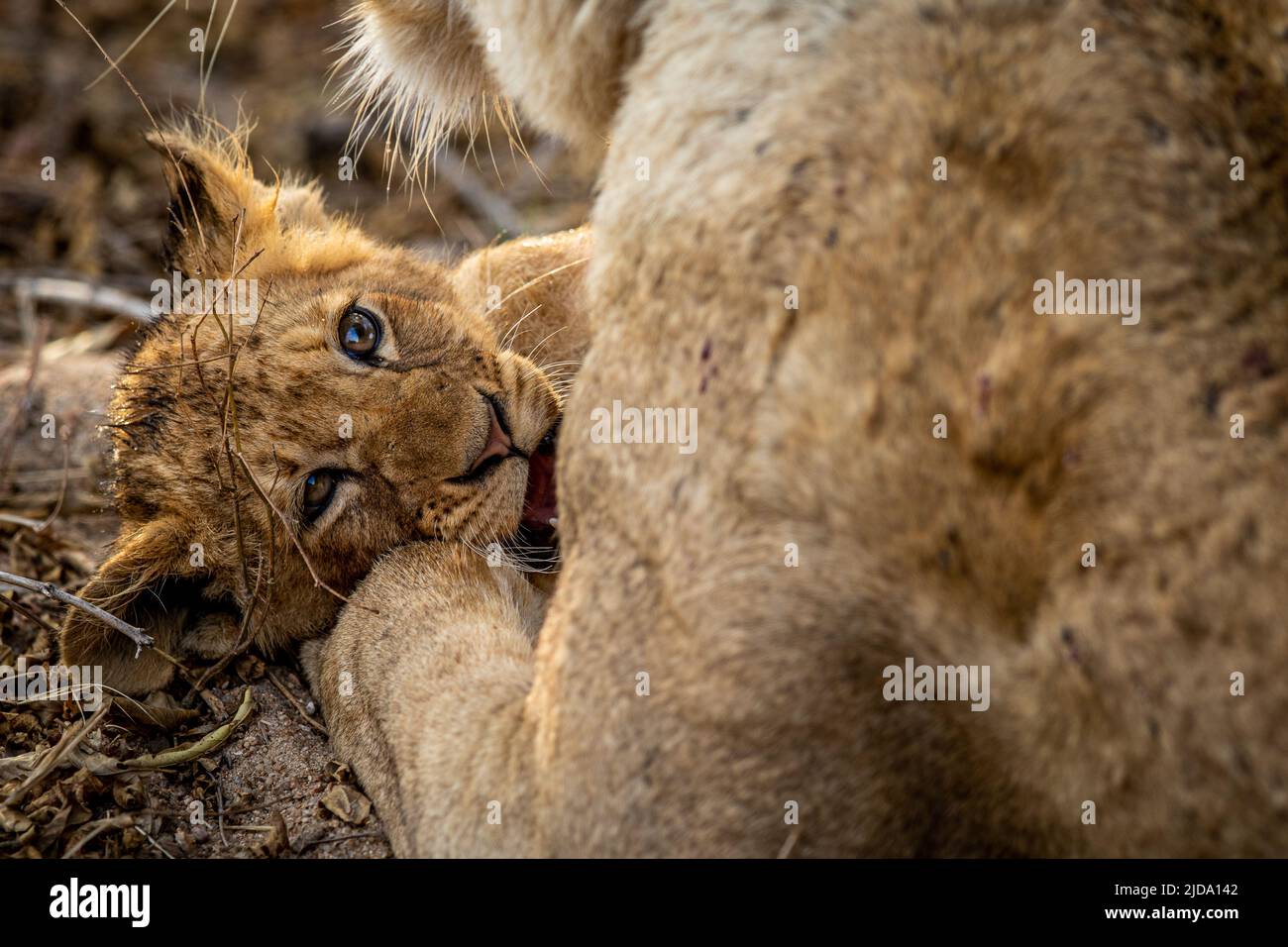 Cucciolo di leone coccola con sua madre nel Parco Nazionale di Kruger, Sudafrica. Foto Stock