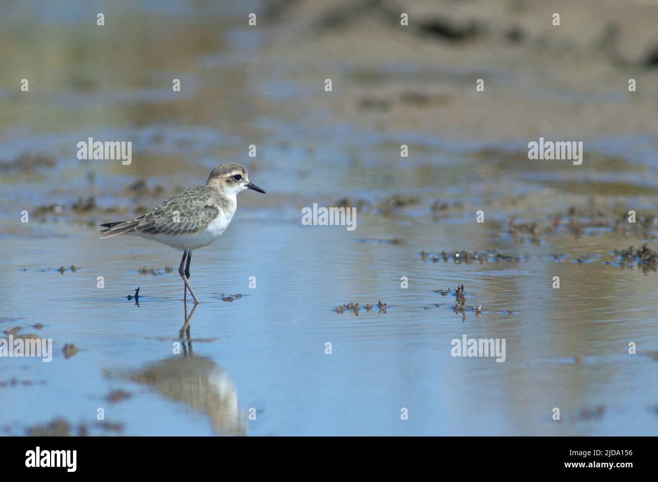 La plover immatura di Kittlitz Charadrius pecuarius. Parco Nazionale di Oiseaux du Djoudj. Saint-Louis. Senegal. Foto Stock