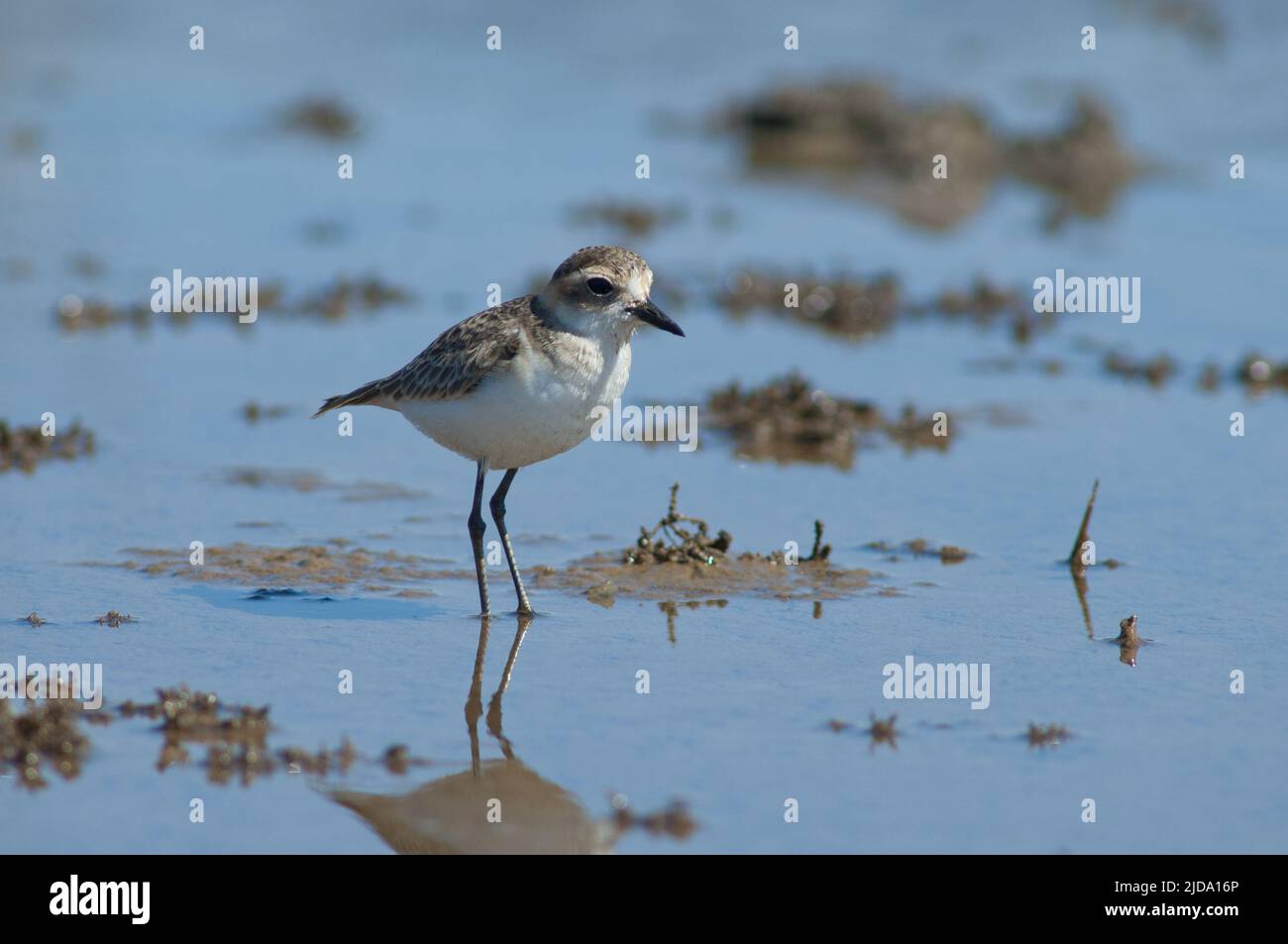 La plover immatura di Kittlitz Charadrius pecuarius. Parco Nazionale di Oiseaux du Djoudj. Saint-Louis. Senegal. Foto Stock