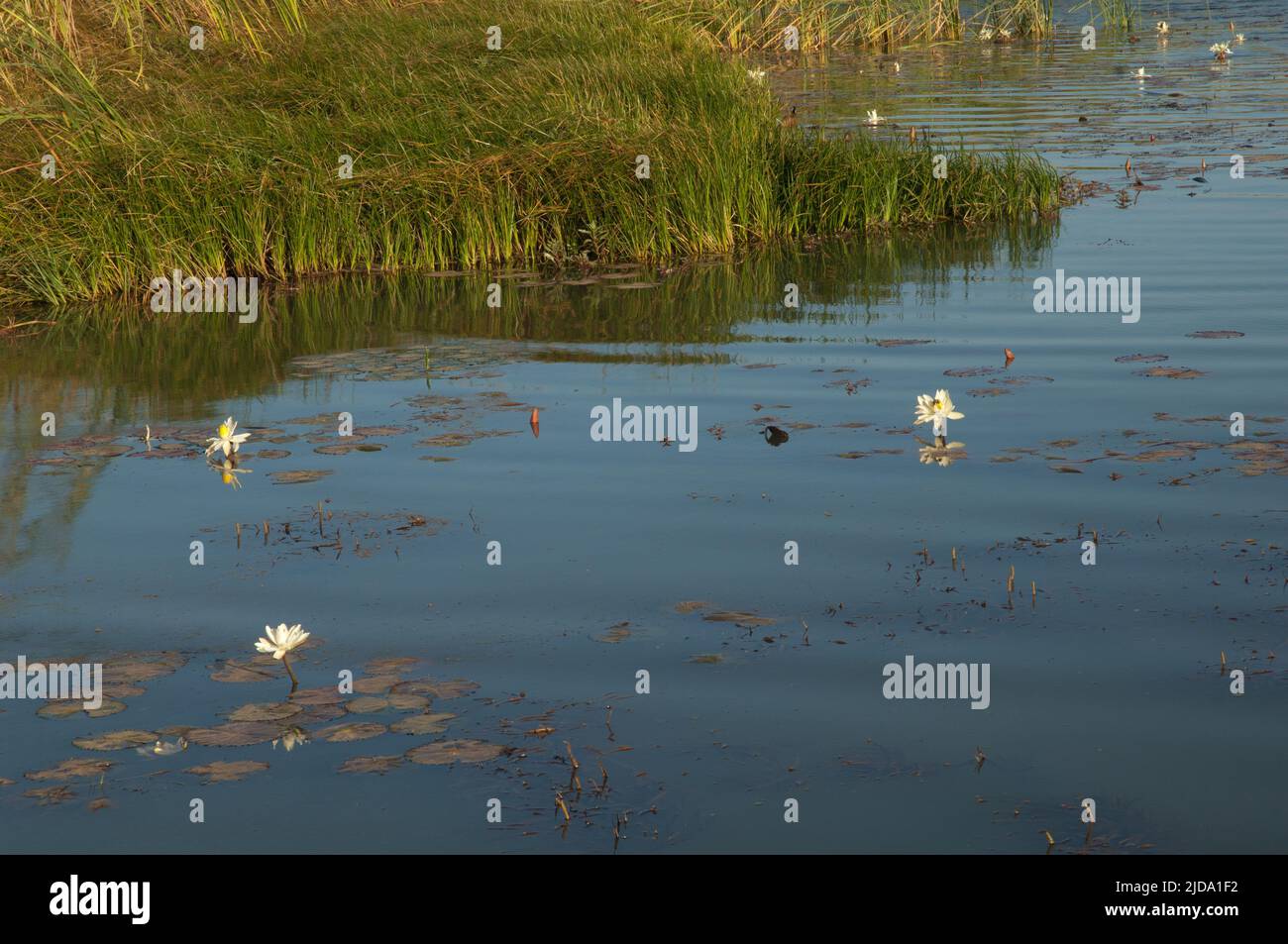 Laguna con fiori di loto bianco egiziano Nymphaea lotus. Parco Nazionale di Oiseaux du Djoudj. Saint-Louis. Senegal. Foto Stock