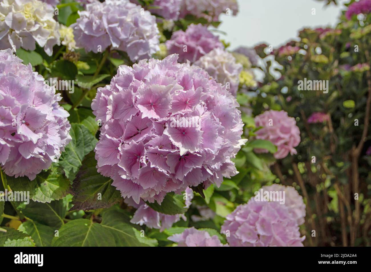 Rosa hydrangea macrophylla fiori sullo sfondo sfocato. Pianta di fioritura di Hortensia. Foto Stock