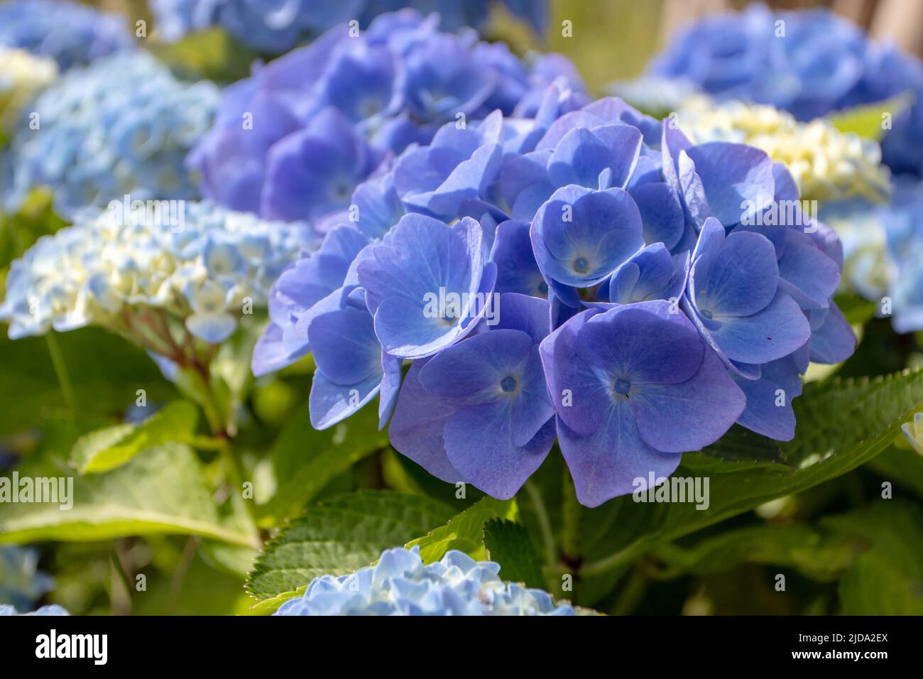 Blu hydrangea macrophylla fiore testa closeup. Pianta di fioritura di Hortensia. Foto Stock