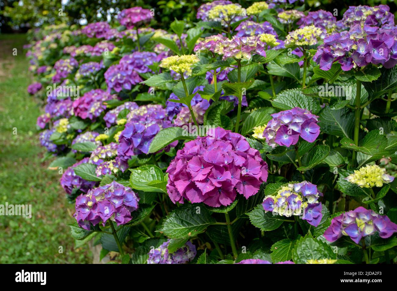 hortensia viola fioritura arbusti siepe cornice prato percorso in giardino. Hydrangea macrophylla piante da fiore a Luarca, Asturias, Spagna. Foto Stock