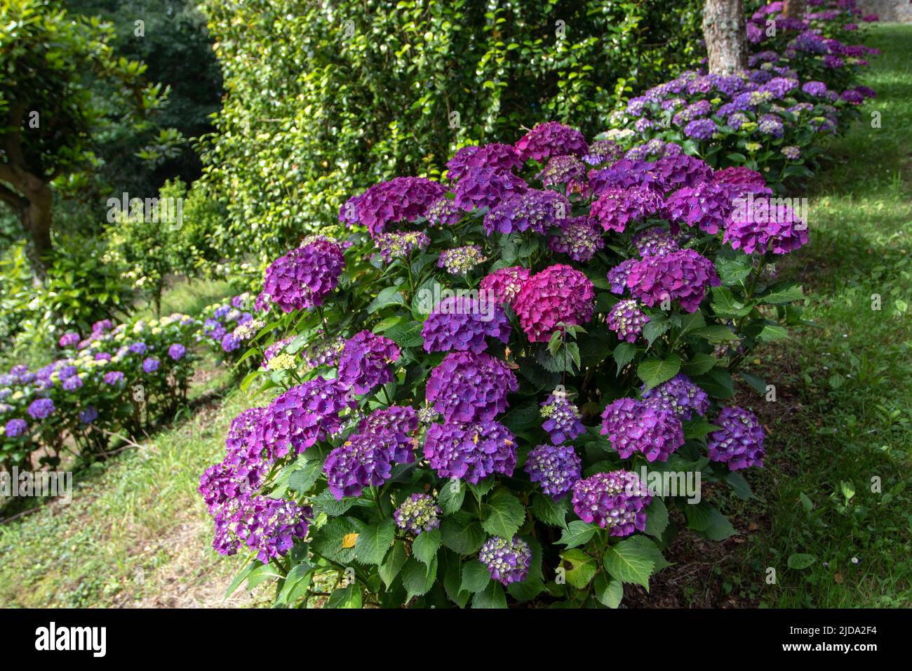 hortensia viola fioritura arbusti siepe in giardino. Bigleaf hydrangea piante da fiore a Luarca, Asturias, Spagna. Foto Stock