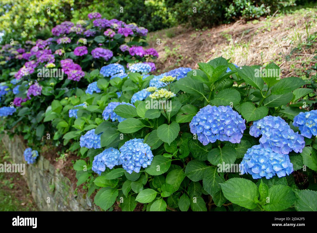 hortensia blu e viola che fioritura arbusti siepe nel giardino ombreggiato sul muro di pietra di ritegno. Piante da fiore di hydrangea macrophylla a Luarca,AST Foto Stock