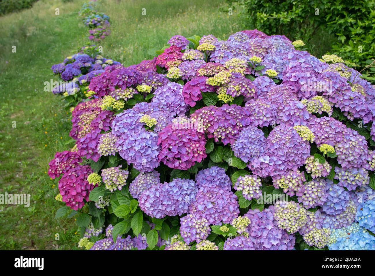 hortensia viola fioritura arbusti siepe cornice prato percorso in giardino. Piante da fiore di Hydrangea a Luarca, Asturias, Spagna. Foto Stock