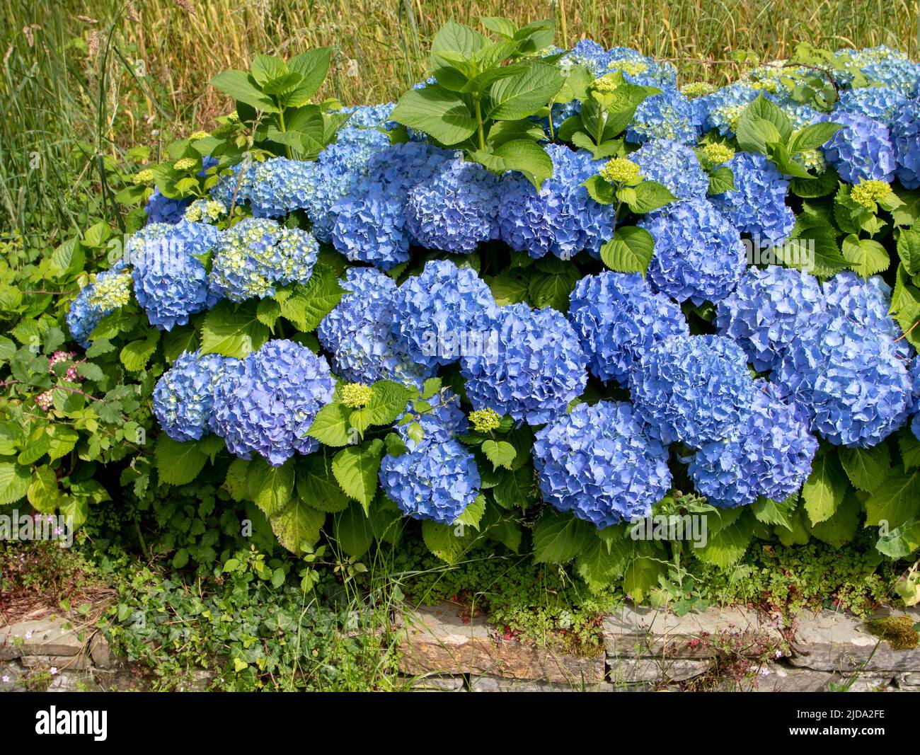 Fiori blu di hydrangea macrophylla nel giardino. Spettacolare pianta fiorita di hortensia. Foto Stock