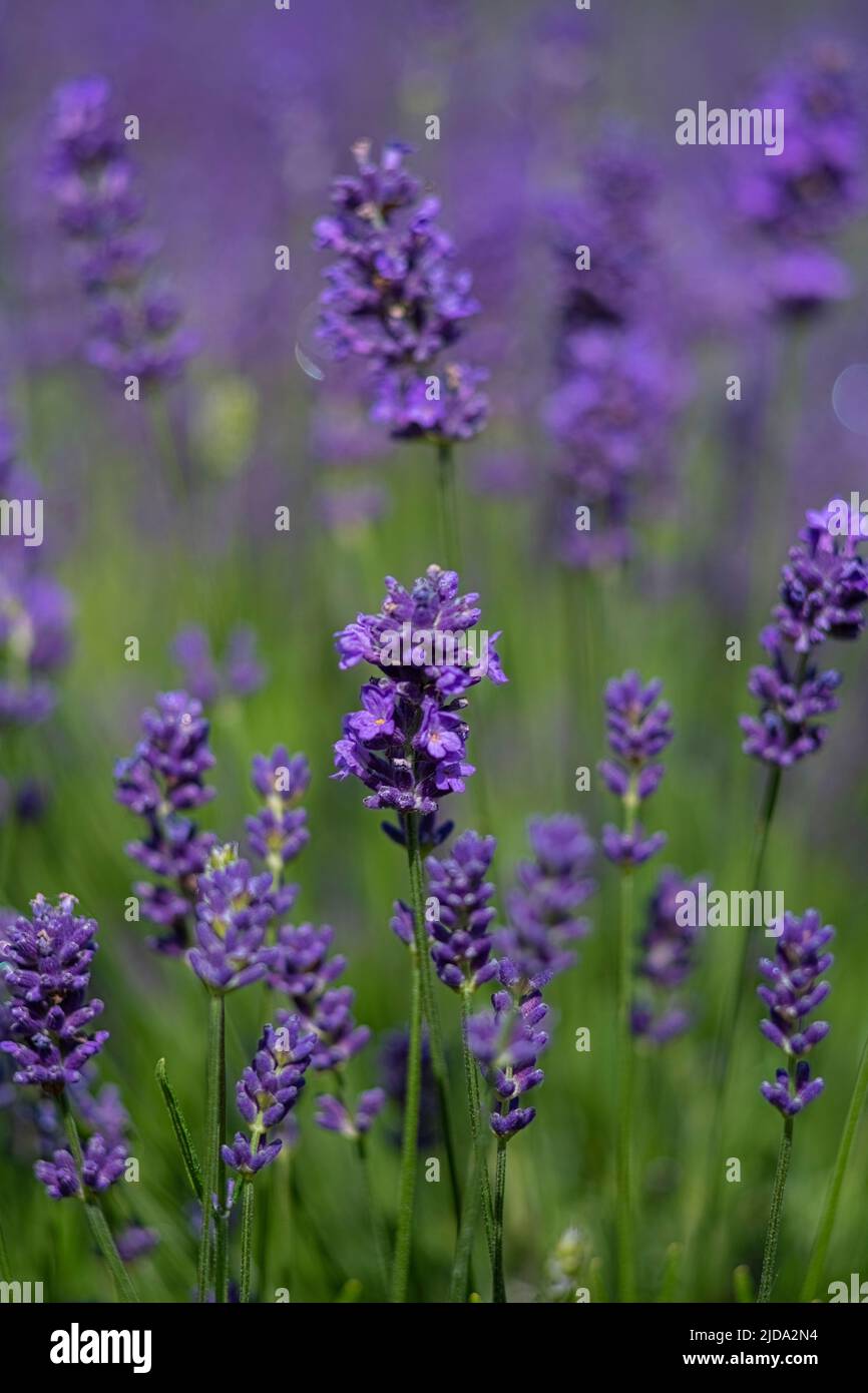 sfondo artistico lussureggiante di lavanda in fiore presa con una lente d'annata; per l'uso per risorse grafiche spazio copia e tessuto contenente solo il colo Foto Stock