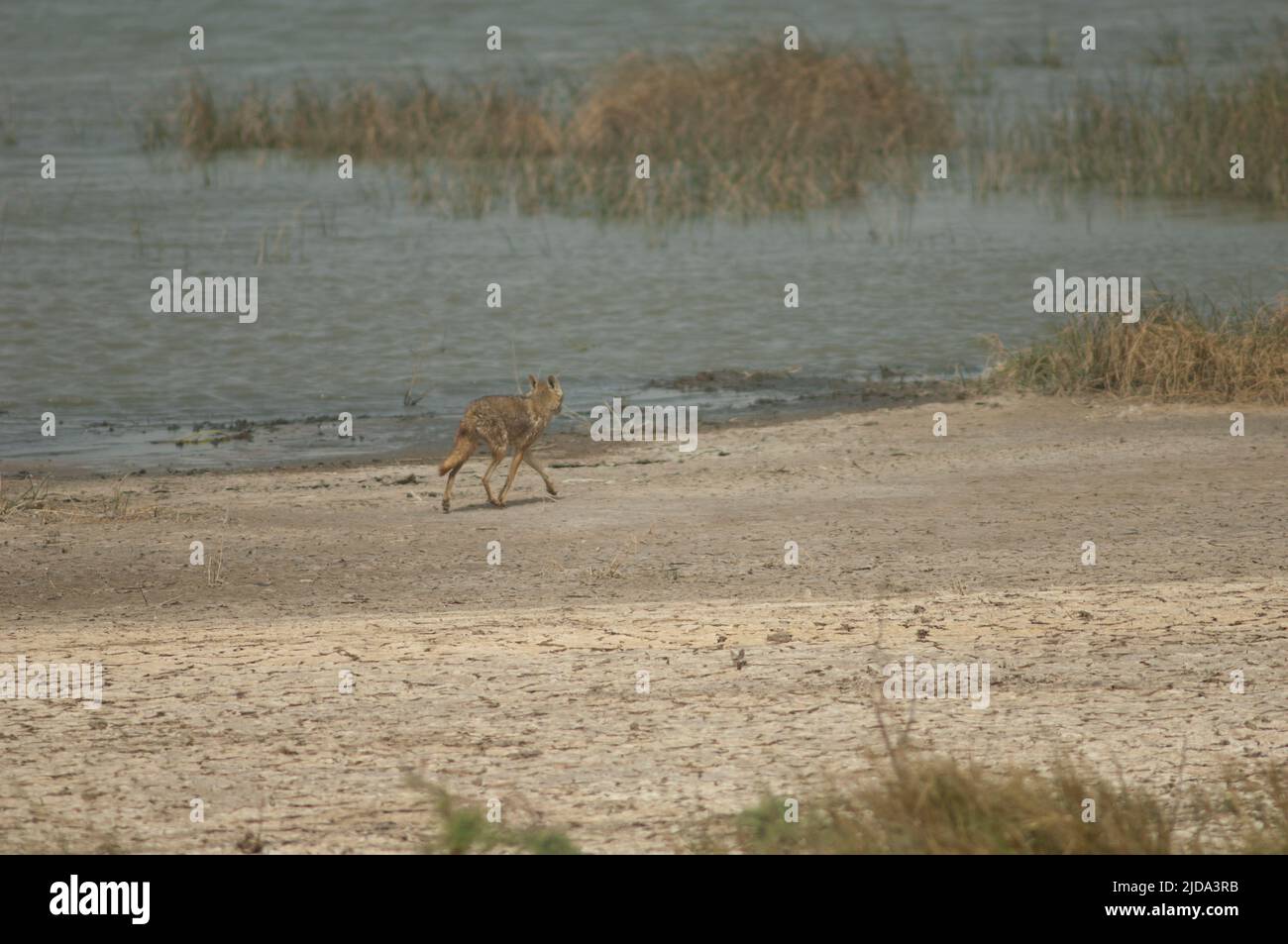 Lupo d'oro africano Canis lupo. Parco Nazionale di Oiseaux du Djoudj. Saint-Louis. Senegal. Foto Stock