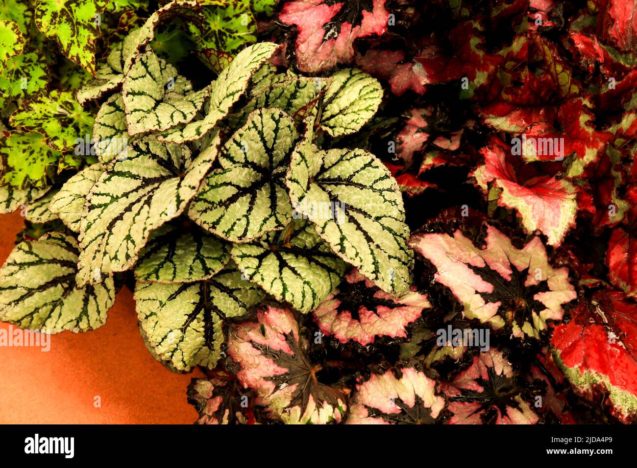 Piante Begonia colorate e belle nel giardino Foto Stock
