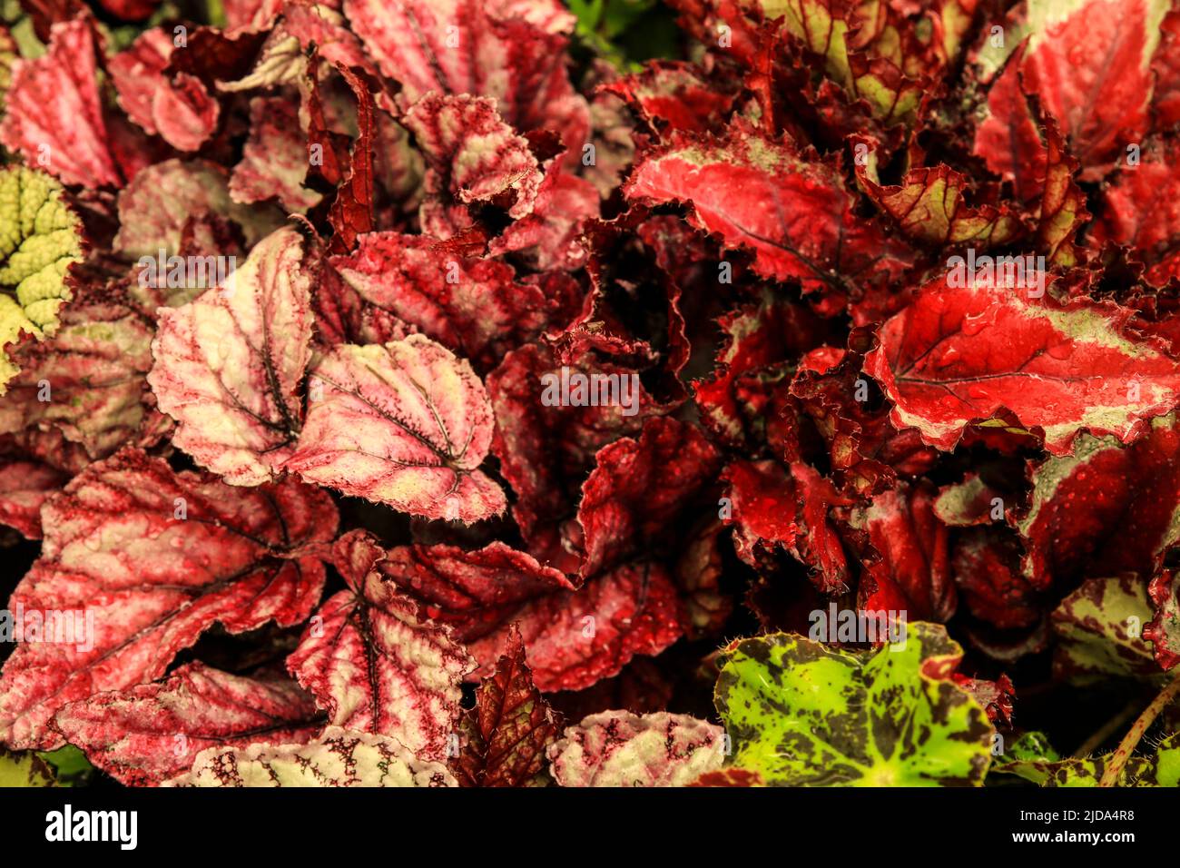 Piante Begonia colorate e belle nel giardino Foto Stock