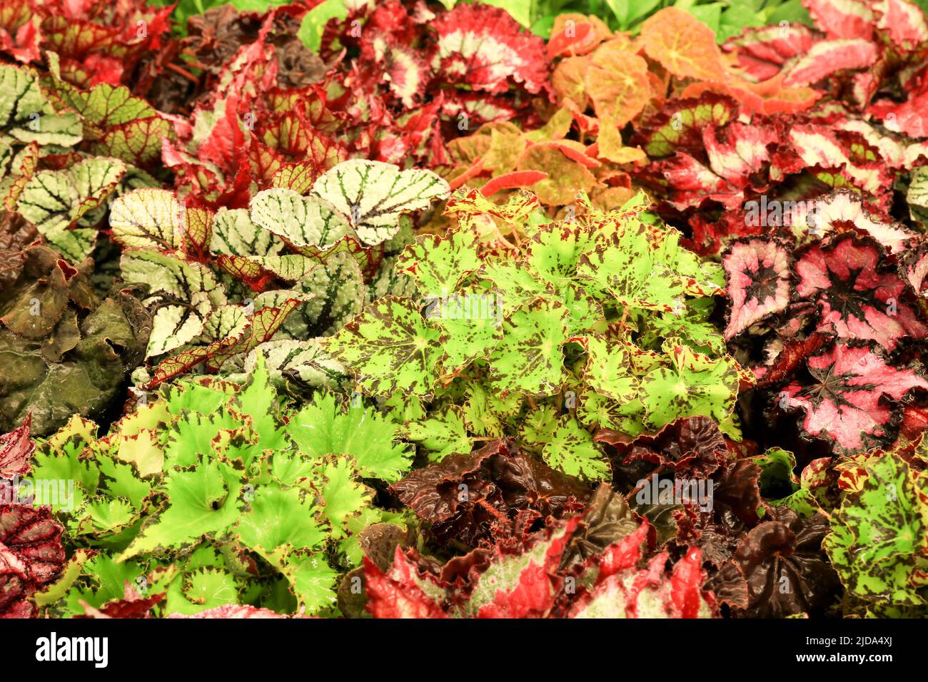 Piante Begonia colorate e belle nel giardino Foto Stock