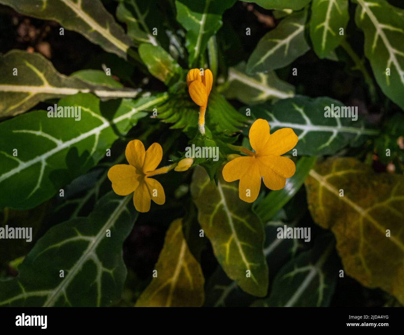 Petardo impianto, petardo fiore (Crossandra Pungens), Acanthaceae. Foto Stock