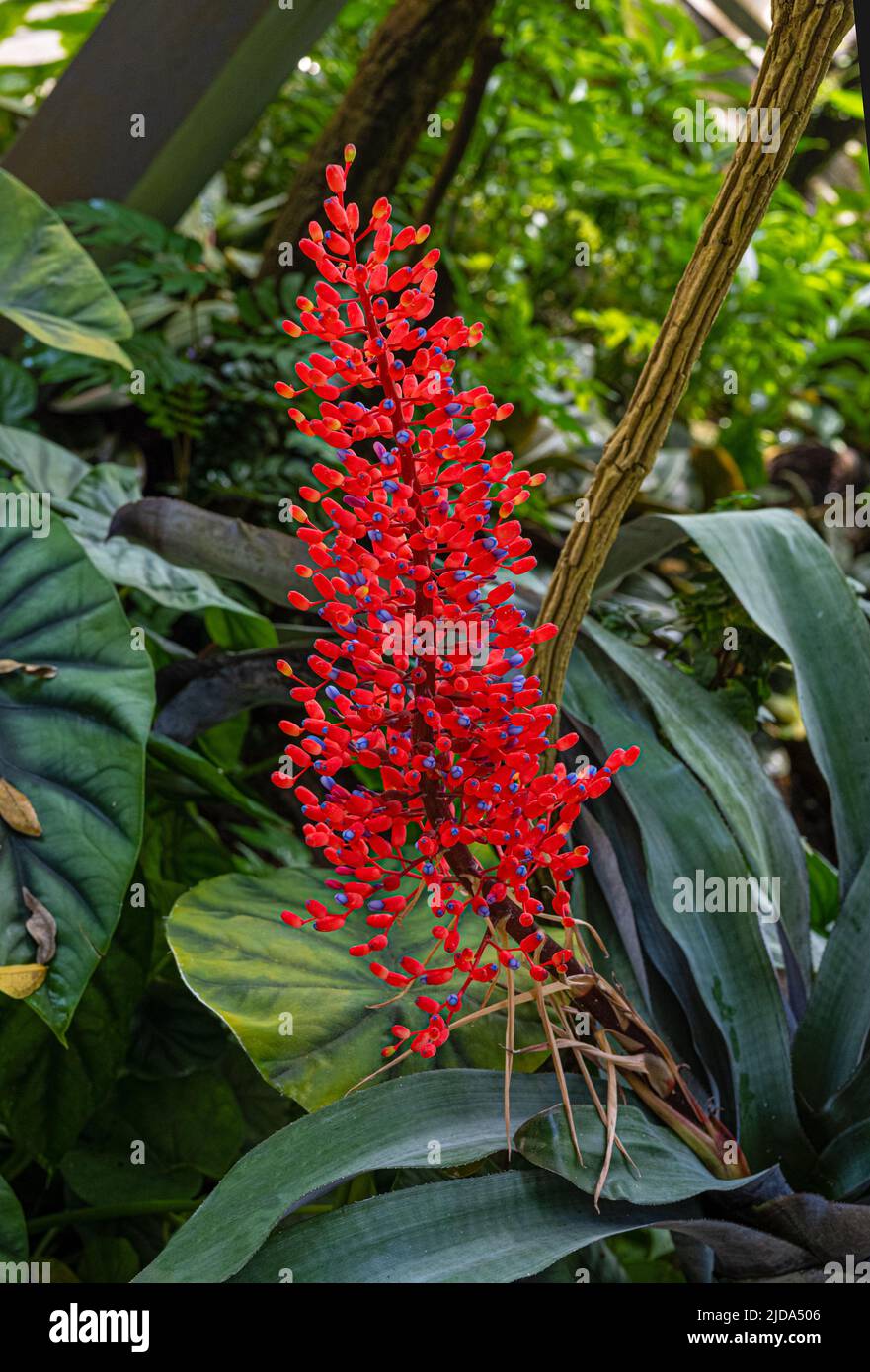 Fiore di Aechmea miniata, rosetta di lancia di colore diverso, bromeliad, occorrenza Sud America. Questa specie è originaria dello stato di Bahia ad est Foto Stock