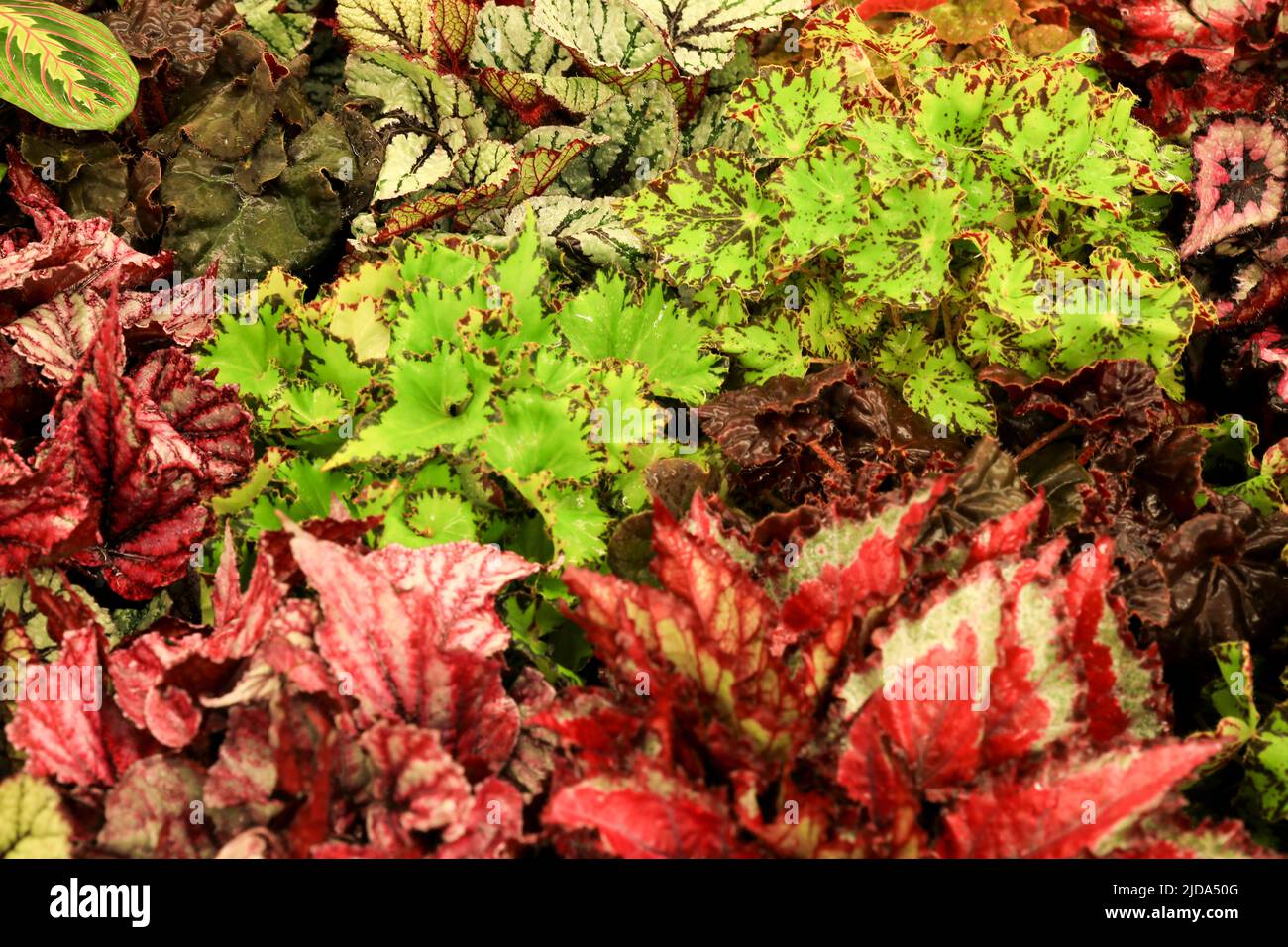 Piante Begonia colorate e belle nel giardino Foto Stock