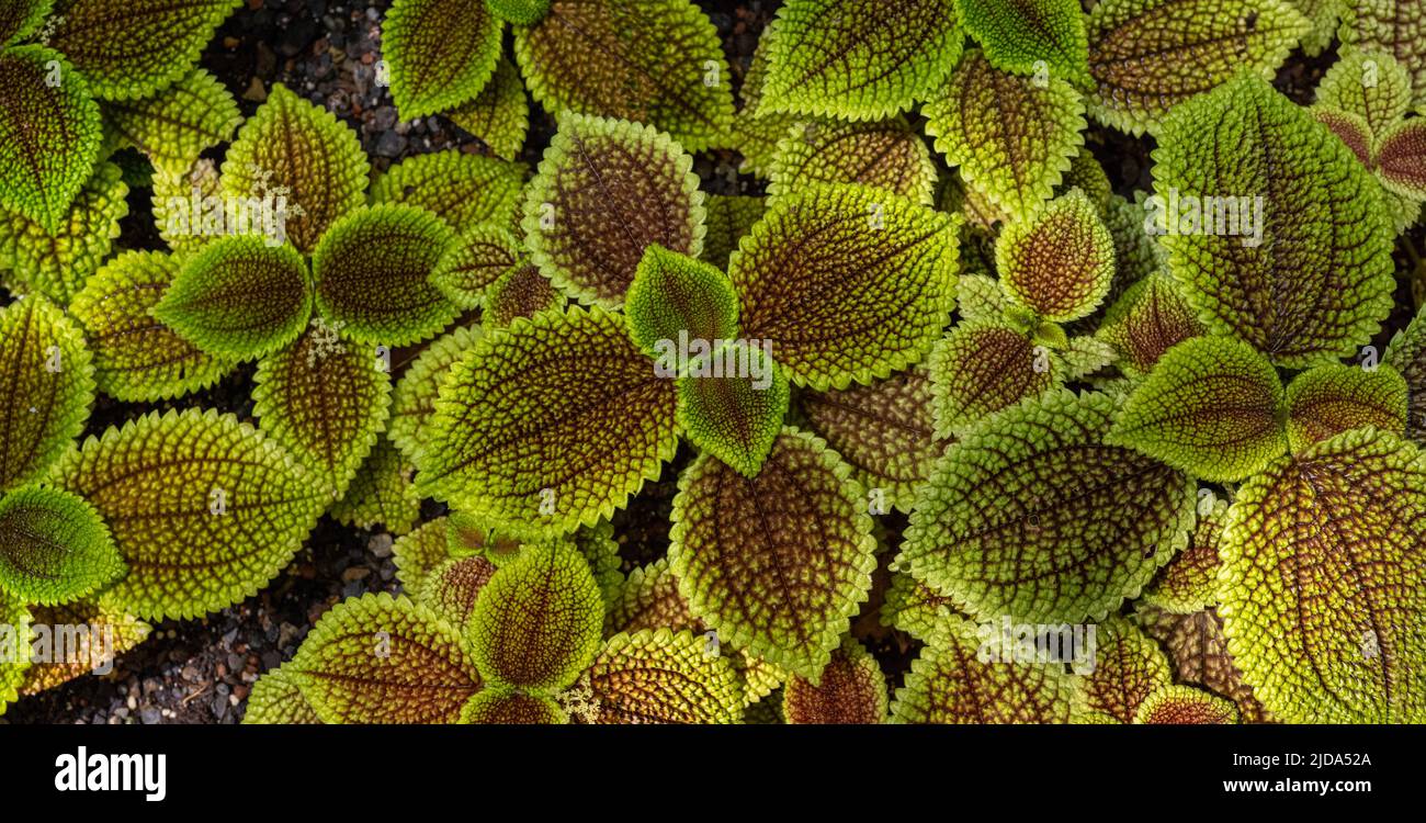 Foglie verdi di piante Pilea Involucrata o Friendship Plant (P. mollis) Foto Stock