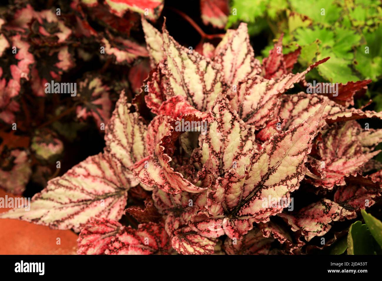 Colorata e bella Begonia Rex pianta in giardino Foto Stock